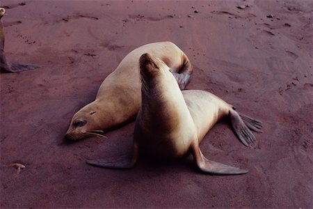 seals of ecuador - Seals Rabida Island, Galapagos Island Ecuador Stock Photo - Rights-Managed, Code: 700-00019328
