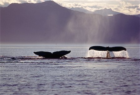 dale sanders - Humpback Whales Frederick Sound, Alaska, USA Foto de stock - Con derechos protegidos, Código: 700-00019375