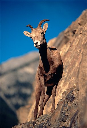 Rocky Mountain Bighorn Sheep Banff National Park Alberta, Canada Foto de stock - Con derechos protegidos, Código: 700-00019384