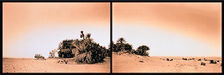 palm tree in the sahara desert - Sahara Desert Egypt Stock Photo - Rights-Managed, Code: 700-00019503