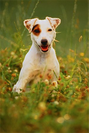 simsearch:700-00179159,k - Portrait de Jack Russell Terrier assis dans le champ Photographie de stock - Rights-Managed, Code: 700-00019658