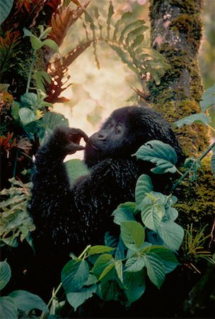Mountain Gorilla Zaire Foto de stock - Con derechos protegidos, Código: 700-00019668