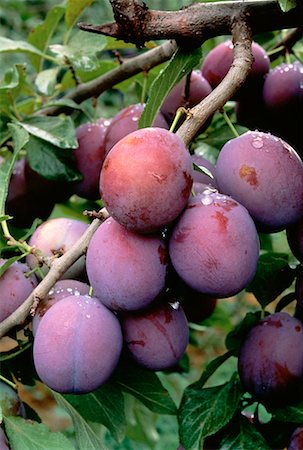 plum tree ontario - Close-Up of Plums on Vine Ontario, Canada Stock Photo - Rights-Managed, Code: 700-00019700