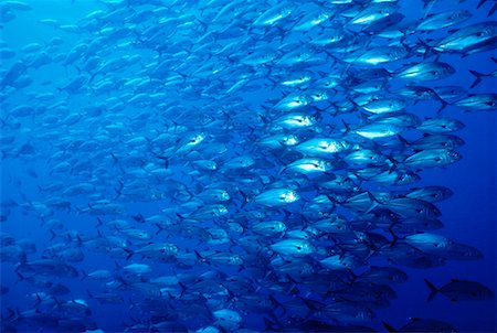 Vue sous-marine de Sériole chinchard valets des îles Socorro, Mexique Photographie de stock - Rights-Managed, Code: 700-00019719