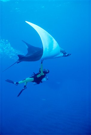 Underwater View of Diver and Manta Ray Socorro Islands, Mexico Stock Photo - Rights-Managed, Code: 700-00019723