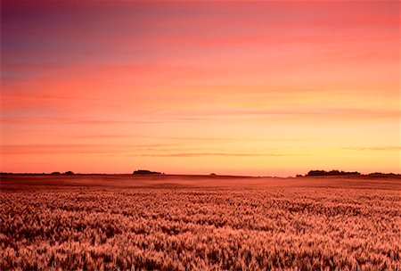 simsearch:700-00015147,k - Sunrise over Barley Field Near Edmonton, Alberta, Canada Foto de stock - Con derechos protegidos, Código: 700-00019756