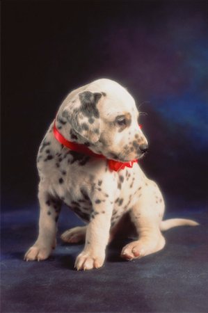 simsearch:700-00160470,k - Chiot dalmatien Photographie de stock - Rights-Managed, Code: 700-00019777