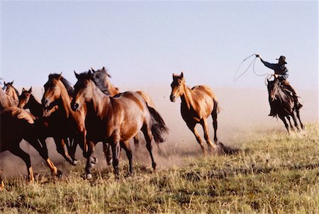 Cowboy Rounding-Up Horses Foto de stock - Con derechos protegidos, Código: 700-00019974