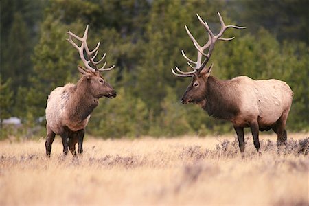 Elk Challenge Yellowstone National Park Wyoming, USA Fotografie stock - Rights-Managed, Codice: 700-00010383