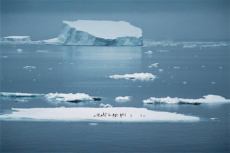 simsearch:700-02912475,k - Penguins Antarctica Foto de stock - Con derechos protegidos, Código: 700-00010397