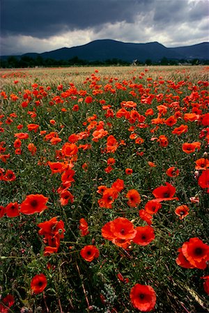 roland weber - Field of Poppies Alsace, France Stock Photo - Rights-Managed, Code: 700-00010599