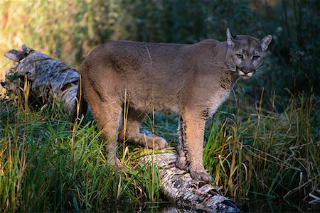 felis concolor - Captive Male Cougar Stock Photo - Rights-Managed, Code: 700-00010620
