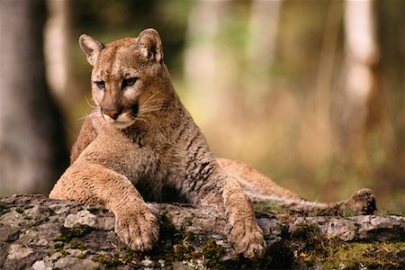 Captive Male Cougar Stock Photo - Rights-Managed, Code: 700-00010815