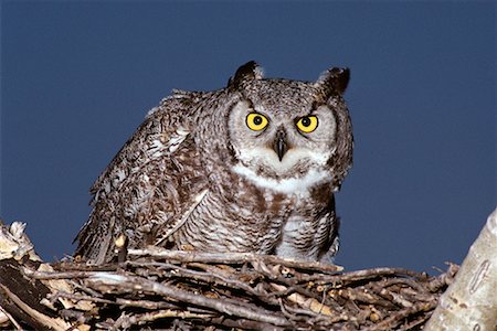 simsearch:700-00067281,k - Great Horned Owl on Nest Southern Alberta, Canada Foto de stock - Direito Controlado, Número: 700-00010853