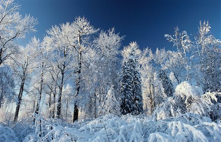 simsearch:700-00318646,k - Arbres en hiver près de Prince George British Columbia, Canada Photographie de stock - Rights-Managed, Code: 700-00010958