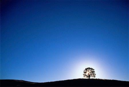parc national flinders ranges - Silhouette d'arbre solitaire Flinders s'étend le Parc National en Australie-méridionale, Australie Photographie de stock - Rights-Managed, Code: 700-00011652