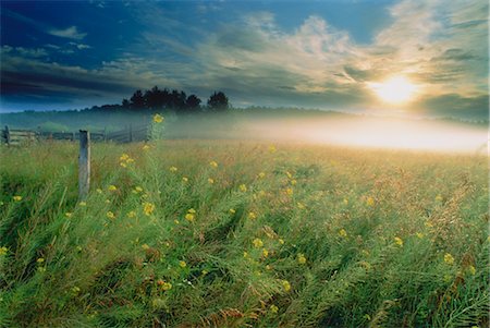 Field of Wild Mustard Near Sherwood Park Alberta, Canada Foto de stock - Con derechos protegidos, Código: 700-00011915