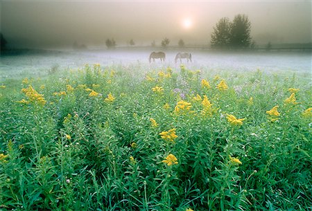 Horses and Goldenrod Near Edmonton, Alberta, Canada Foto de stock - Direito Controlado, Número: 700-00011919