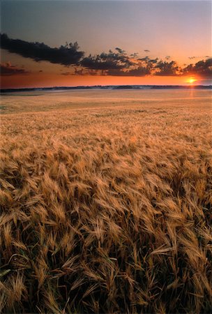 edmonton - Field of Barley at Dawn Near Edmonton, Alberta, Canada Stock Photo - Rights-Managed, Code: 700-00011920