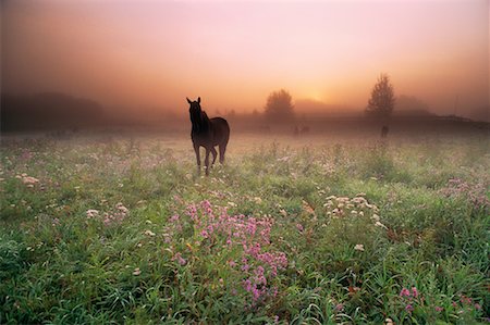 simsearch:700-00015916,k - Horse in Field at Dawn Near Edmonton, Alberta, Canada Stock Photo - Rights-Managed, Code: 700-00012420