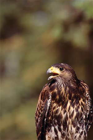 Harris Hawk Stock Photo - Rights-Managed, Code: 700-00012440