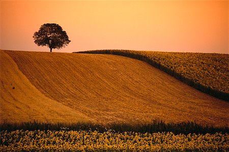 field crop sunrise nobody - Sunflower Field Germany Stock Photo - Rights-Managed, Code: 700-00012658