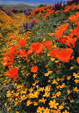 simsearch:700-00603448,k - California Poppies and Wildflowers California, USA Foto de stock - Direito Controlado, Número: 700-00012698