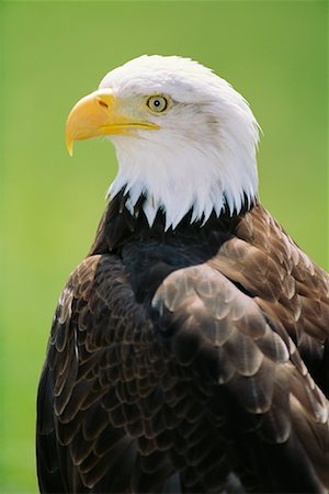 Bald Eagle Stock Photo - Rights-Managed, Code: 700-00012860