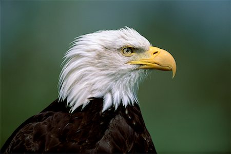 eagle closeup face - Bald Eagle Stock Photo - Rights-Managed, Code: 700-00012861