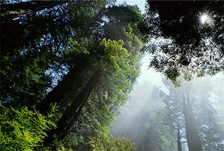 forêt de séquoias - Forêt de séquoias de Californie, Etats-Unis Photographie de stock - Rights-Managed, Code: 700-00012904