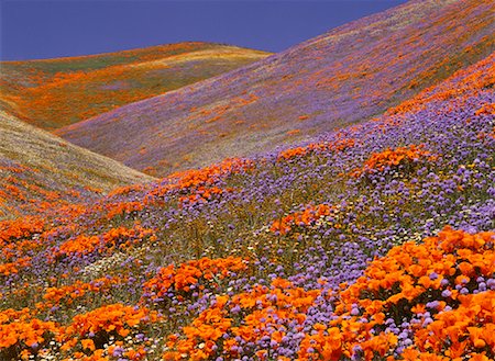 simsearch:700-00554062,k - Wildflowers Antelope Valley, California, USA Foto de stock - Con derechos protegidos, Código: 700-00013185