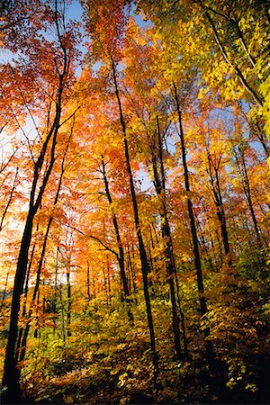 Trees in Autumn Gatineau Region, Quebec, Canada Foto de stock - Con derechos protegidos, Código: 700-00013190
