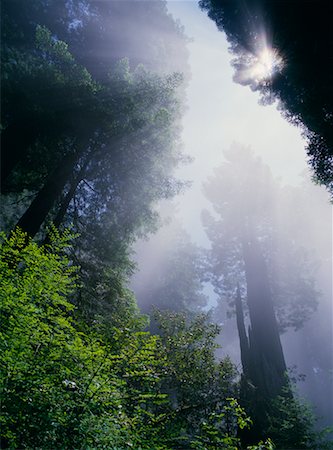simsearch:700-00040860,k - Forêt de séquoias de Californie, Etats-Unis Photographie de stock - Rights-Managed, Code: 700-00013248
