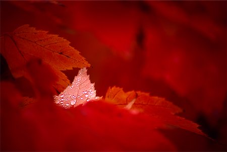 Autumn Leaves Near Shampers Bluff New Brunswick, Canada Stock Photo - Rights-Managed, Code: 700-00013351