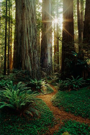 Weg durch Redwoods Forest, Kalifornien, USA Stockbilder - Lizenzpflichtiges, Bildnummer: 700-00013419