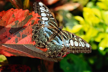 falena - Phuket Thailand Fotografie stock - Rights-Managed, Codice: 700-00013497