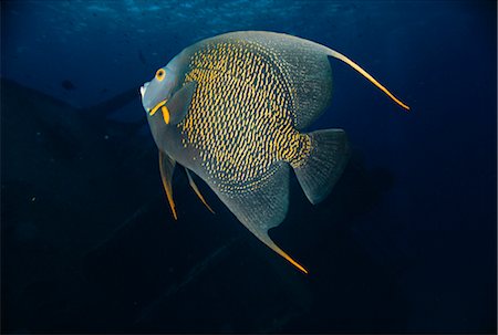 Underwater View of French Angelfish Grand Cayman Island British West Indies Stock Photo - Rights-Managed, Code: 700-00013834