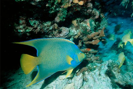 poisson-ange - Vue sous-marine d'ange bleu près de Key Largo, Floride, USA Photographie de stock - Rights-Managed, Code: 700-00013836