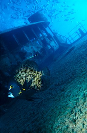 deep sea ship wreck photos - Underwater View of French Angelfish by Wreck of the Oro Verde, Grand Cayman Island British West Indies Stock Photo - Rights-Managed, Code: 700-00013832