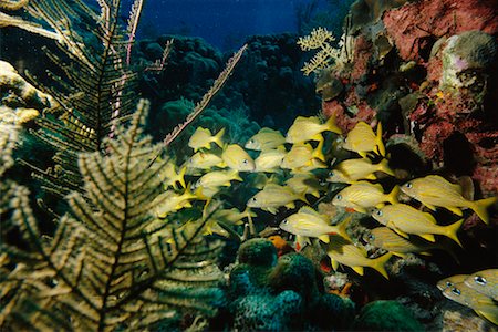 Underwater View of School of French Grunts Grand Cayman Island British West Indies Stock Photo - Rights-Managed, Code: 700-00013833