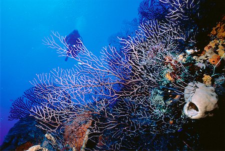 submarinista (mujer) - Underwater View of Scuba Diver Runaway Bay, Jamaica, West Indies Foto de stock - Con derechos protegidos, Código: 700-00013841