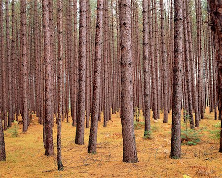 simsearch:700-00001576,k - Forêt de pins du Parc Provincial Algonquin (Ontario), Canada Photographie de stock - Rights-Managed, Code: 700-00013880