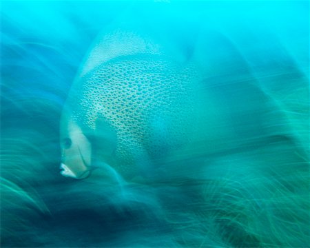 Underwater View of Grey Angelfish Key Largo, Florida, USA Foto de stock - Con derechos protegidos, Código: 700-00013895