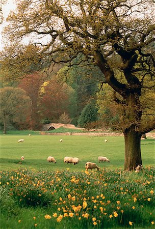 scotland sheep - Sheep in Field Scotland Foto de stock - Con derechos protegidos, Código: 700-00024292