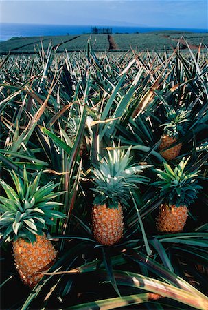 pineapple field pic - Ananas champ près de la baie Honolula, Maui, Hawaii, USA Photographie de stock - Rights-Managed, Code: 700-00024344