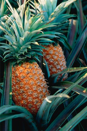 simsearch:700-00024352,k - Close-Up of Pineapple Plant Maui, Hawaii, USA Foto de stock - Con derechos protegidos, Código: 700-00024343
