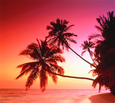 simsearch:700-00023926,k - Silhouette of Palm Trees at Sunset Maldive Islands, Indian Ocean Foto de stock - Con derechos protegidos, Código: 700-00024537