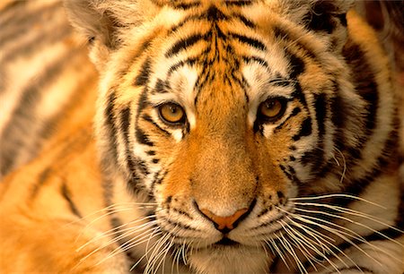 portraits of tiger cubs - Portrait of Siberian Tiger Cub Stock Photo - Rights-Managed, Code: 700-00025312