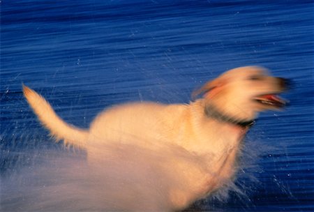 Blurred View of Dog Running in Water Foto de stock - Direito Controlado, Número: 700-00025437