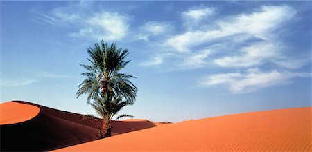 Tree in Great Sand Dunes Morocco Stock Photo - Rights-Managed, Code: 700-00025584